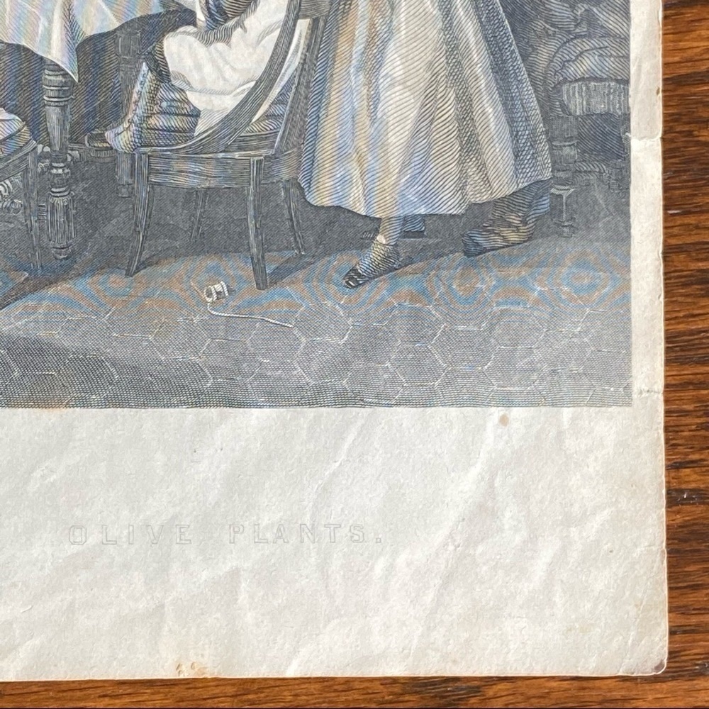 Olive Plants 8.25" x 5.25" Antique Engraving/Print - Picture 8 of 9